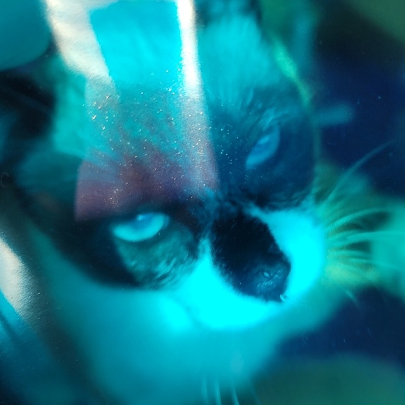 Meet your Posher, Lauren - Picture 1 of 1